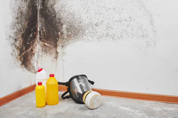 Best Certified Mold Removal  in Crestline, CA