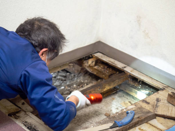 Mold Testing and Removal in Crestline, CA