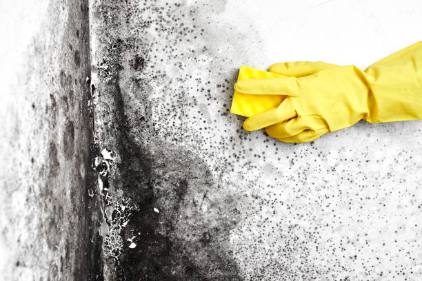 Crestline, CA Mold Removal Company