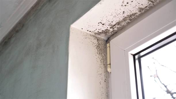 Best Crawl Space Mold Removal  in Crestline, CA