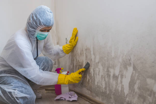 Best Best Mold Removal Companies  in Crestline, CA