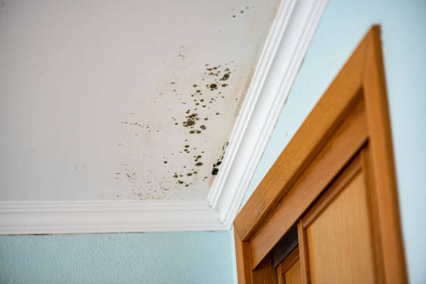 Best Black Mold Removal  in Crestline, CA