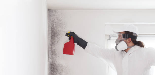 Best Mold Removal Near Me  in Crestline, CA