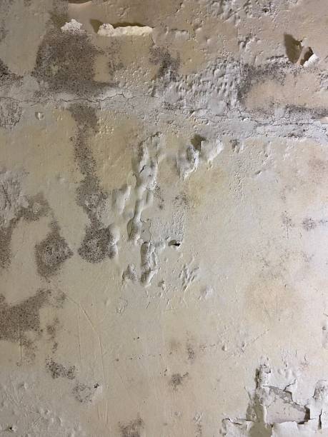 Best Mold Inspection  in Crestline, CA