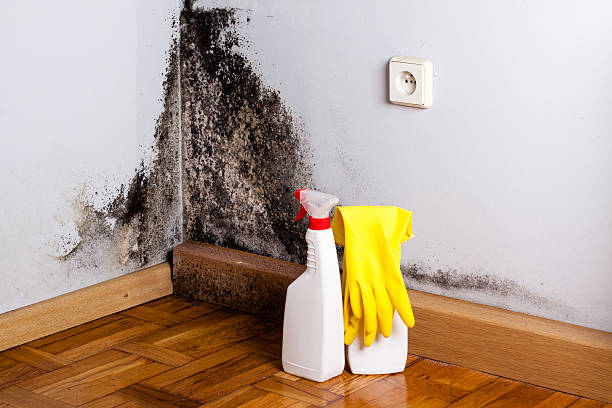 Best Certified Mold Removal  in Crestline, CA
