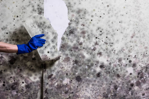 Mold Removal and Inspection in Crestline, CA