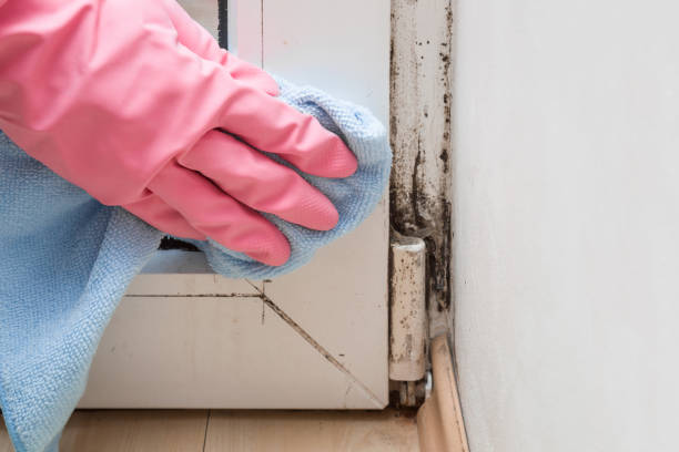 Best Water Damage Restoration  in Crestline, CA
