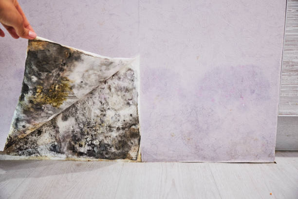 Best Mold Testing  in Crestline, CA